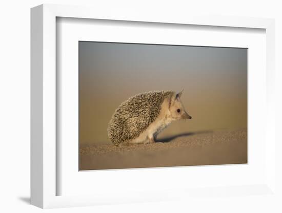 Long-eared hedgehog (Hemiechinus auritus) Gobi Desert, Mongolia. May.-Valeriy Maleev-Framed Photographic Print