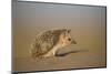 Long-eared hedgehog (Hemiechinus auritus) Gobi Desert, Mongolia. May.-Valeriy Maleev-Mounted Photographic Print