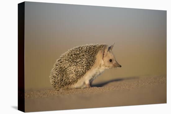 Long-eared hedgehog (Hemiechinus auritus) Gobi Desert, Mongolia. May.-Valeriy Maleev-Stretched Canvas