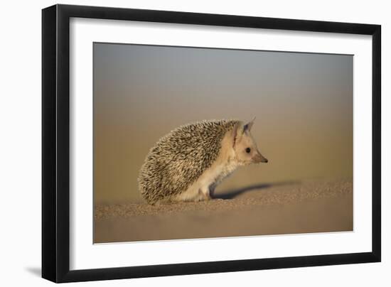 Long-eared hedgehog (Hemiechinus auritus) Gobi Desert, Mongolia. May.-Valeriy Maleev-Framed Photographic Print