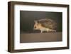 Long-eared hedgehog (Hemiechinus auritus) Gobi Desert, Mongolia. May.-Valeriy Maleev-Framed Photographic Print