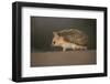 Long-eared hedgehog (Hemiechinus auritus) Gobi Desert, Mongolia. May.-Valeriy Maleev-Framed Photographic Print