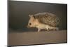 Long-eared hedgehog (Hemiechinus auritus) Gobi Desert, Mongolia. May.-Valeriy Maleev-Mounted Photographic Print