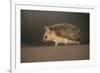 Long-eared hedgehog (Hemiechinus auritus) Gobi Desert, Mongolia. May.-Valeriy Maleev-Framed Photographic Print