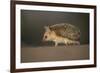 Long-eared hedgehog (Hemiechinus auritus) Gobi Desert, Mongolia. May.-Valeriy Maleev-Framed Photographic Print