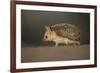 Long-eared hedgehog (Hemiechinus auritus) Gobi Desert, Mongolia. May.-Valeriy Maleev-Framed Photographic Print