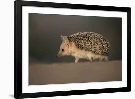 Long-eared hedgehog (Hemiechinus auritus) Gobi Desert, Mongolia. May.-Valeriy Maleev-Framed Photographic Print