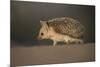 Long-eared hedgehog (Hemiechinus auritus) Gobi Desert, Mongolia. May.-Valeriy Maleev-Mounted Photographic Print