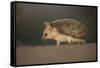 Long-eared hedgehog (Hemiechinus auritus) Gobi Desert, Mongolia. May.-Valeriy Maleev-Framed Stretched Canvas