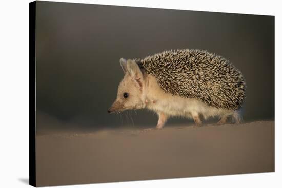 Long-eared hedgehog (Hemiechinus auritus) Gobi Desert, Mongolia. May.-Valeriy Maleev-Stretched Canvas