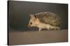 Long-eared hedgehog (Hemiechinus auritus) Gobi Desert, Mongolia. May.-Valeriy Maleev-Stretched Canvas