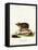 Long-Eared Hedgehog-null-Framed Stretched Canvas