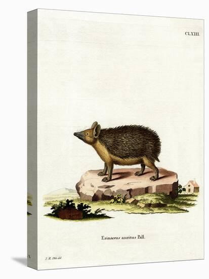 Long-Eared Hedgehog-null-Stretched Canvas