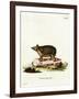 Long-Eared Hedgehog-null-Framed Giclee Print