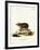 Long-Eared Hedgehog-null-Framed Giclee Print