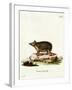 Long-Eared Hedgehog-null-Framed Giclee Print