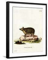 Long-Eared Hedgehog-null-Framed Giclee Print