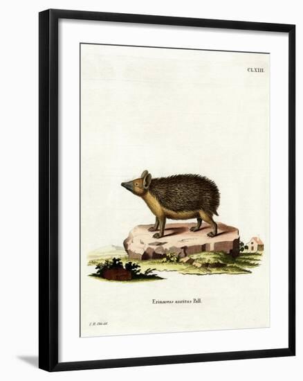 Long-Eared Hedgehog-null-Framed Giclee Print