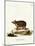 Long-Eared Hedgehog-null-Mounted Giclee Print