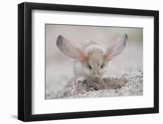 Long-eared jerboa (Euchorentes naso) digging, South Gobi Desert, Mongolia. June.-Valeriy Maleev-Framed Photographic Print