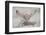 Long-eared jerboa (Euchorentes naso) digging, South Gobi Desert, Mongolia. June.-Valeriy Maleev-Framed Photographic Print