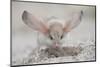 Long-eared jerboa (Euchorentes naso) digging, South Gobi Desert, Mongolia. June.-Valeriy Maleev-Mounted Photographic Print