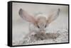 Long-eared jerboa (Euchorentes naso) digging, South Gobi Desert, Mongolia. June.-Valeriy Maleev-Framed Stretched Canvas