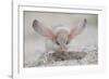 Long-eared jerboa (Euchorentes naso) digging, South Gobi Desert, Mongolia. June.-Valeriy Maleev-Framed Photographic Print