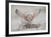 Long-eared jerboa (Euchorentes naso) digging, South Gobi Desert, Mongolia. June.-Valeriy Maleev-Framed Photographic Print