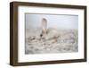 Long-eared jerboa (Euchorentes naso) South Gobi Desert, Mongolia. June.-Valeriy Maleev-Framed Photographic Print