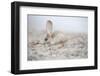 Long-eared jerboa (Euchorentes naso) South Gobi Desert, Mongolia. June.-Valeriy Maleev-Framed Photographic Print