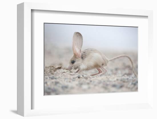 Long-eared jerboa (Euchorentes naso) South Gobi Desert, Mongolia. June.-Valeriy Maleev-Framed Photographic Print