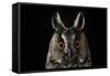 Long Eared Owl (Asio Otus) at Night, Perched on Oak Tree Snag-Solvin Zankl-Framed Stretched Canvas