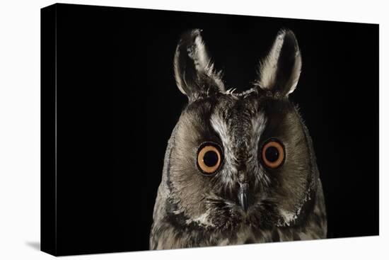 Long Eared Owl (Asio Otus) at Night, Perched on Oak Tree Snag-Solvin Zankl-Stretched Canvas