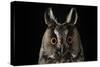 Long Eared Owl (Asio Otus) at Night, Perched on Oak Tree Snag-Solvin Zankl-Stretched Canvas
