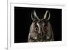 Long Eared Owl (Asio Otus) at Night, Perched on Oak Tree Snag-Solvin Zankl-Framed Photographic Print