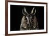 Long Eared Owl (Asio Otus) at Night, Perched on Oak Tree Snag-Solvin Zankl-Framed Photographic Print