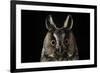 Long Eared Owl (Asio Otus) at Night, Perched on Oak Tree Snag-Solvin Zankl-Framed Photographic Print