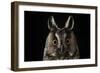 Long Eared Owl (Asio Otus) at Night, Perched on Oak Tree Snag-Solvin Zankl-Framed Photographic Print