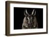 Long Eared Owl (Asio Otus) at Night, Perched on Oak Tree Snag-Solvin Zankl-Framed Photographic Print