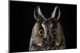 Long Eared Owl (Asio Otus) at Night, Perched on Oak Tree Snag-Solvin Zankl-Mounted Photographic Print