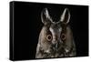 Long Eared Owl (Asio Otus) at Night, Perched on Oak Tree Snag-Solvin Zankl-Framed Stretched Canvas