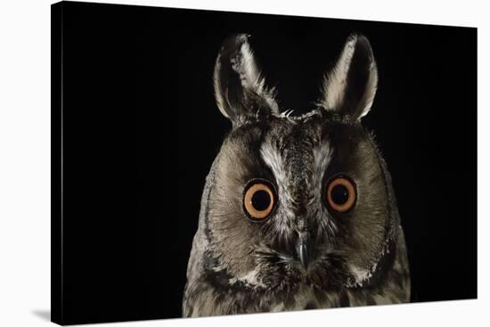 Long Eared Owl (Asio Otus) at Night, Perched on Oak Tree Snag-Solvin Zankl-Stretched Canvas