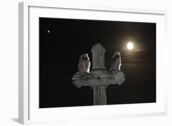 Long Eared Owl (Asio Otus) Chicks Perched on a Cross-Bence Mate-Framed Photographic Print