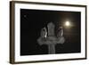 Long Eared Owl (Asio Otus) Chicks Perched on a Cross-Bence Mate-Framed Photographic Print