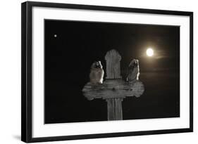 Long Eared Owl (Asio Otus) Chicks Perched on a Cross-Bence Mate-Framed Photographic Print