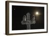 Long Eared Owl (Asio Otus) Chicks Perched on a Cross-Bence Mate-Framed Photographic Print