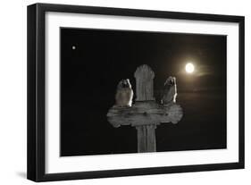 Long Eared Owl (Asio Otus) Chicks Perched on a Cross-Bence Mate-Framed Photographic Print