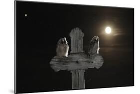 Long Eared Owl (Asio Otus) Chicks Perched on a Cross-Bence Mate-Mounted Photographic Print