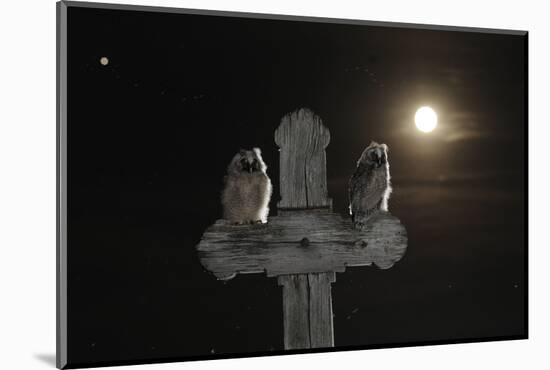 Long Eared Owl (Asio Otus) Chicks Perched on a Cross-Bence Mate-Mounted Photographic Print